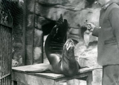 A Californian Sealion performs for its keeper at London Zoo, July 1921 by Frederick William Bond